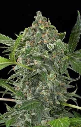 White Cheese Autoflowering > Dinafem Seeds